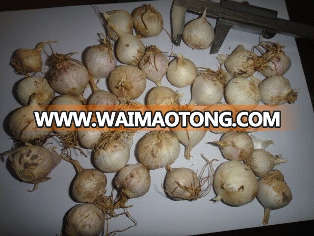 2017 best price chinese IQF solo garlic fresh&frozen wholesale