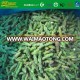 New Seson frozen asparagus IQF china supply all spec